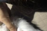 求推荐猫藓药浴用什么药比较好？ 猫藓用什么药最有效