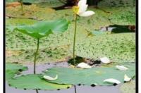 廊坊最大的花鸟鱼虫市场？ 离我最近的花鸟鱼虫市场