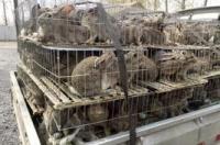 肉兔品种？ 养殖肉兔子什么品种好