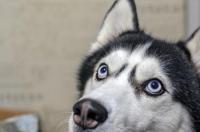 拉布拉多幼犬关笼子吗？ 哈士奇狗笼