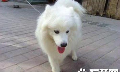 萨摩耶犬多少钱一只幼仔 萨摩耶犬大概在3000左右