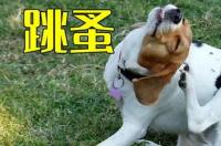 狗身上的跳蚤跑到人身上怎么辦? 狗身上跳蚤会跑到人身上吗