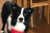 边境牧羊犬价位怎样？ 边境牧羊犬要多少钱