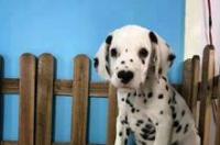 斑点犬怎么样？ 斑点犬价格多少钱一只