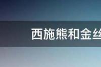 西施熊和金丝熊区别？ 西施熊是什么