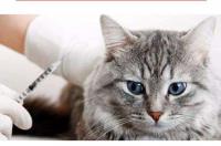 猫不能吃的东西表格？ 猫中毒的症状会怎样