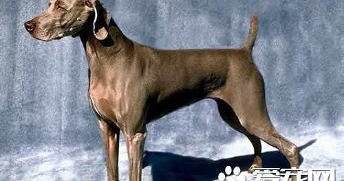 魏玛犬和拉布拉多比较 魏玛犬和拉布拉多特征