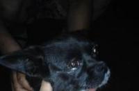 剪耳是什么样的？ 拳师犬耳朵怎么竖起来