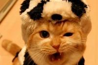 hello kitty叫什么名字？ 日系猫咪名字
