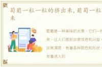 萄葡一粒一粒的挤出来,葡萄一粒一粒挤出来