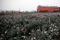 2011年春节是几月几号？ 2015年2月11日是什么星座