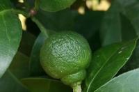 赤霉素控花浓度？ 赤霉素920的使用方法