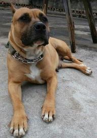 斯塔福品相稍微好点的在什么价位？ 斯塔福犬出售