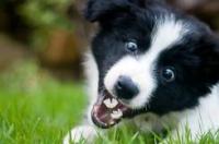 边牧有哪些优缺点？ 边境牧羊犬犬的优点和缺点