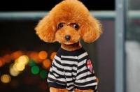 建议穷人养的10种小型犬博美 家庭小型宠物犬排名