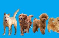 什么小型犬便宜，可爱，易养，干净，短毛，性格老实？ 好养的小型犬狗狗排名