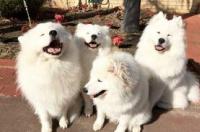 萨摩耶秋天疯狂掉毛怎么回事？ 萨摩耶犬掉毛严重吗