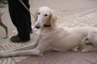 二郎犬是什么犬种？ 陕西细狗