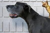 巨型萨摩耶犬最大多大？ 大体型犬