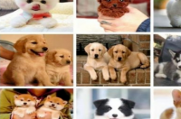 狗配种活的时间长还是不配活的好？ 狗最多能活多久