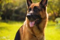 德国犬品种有哪些？ 德国牧羊犬名字大全