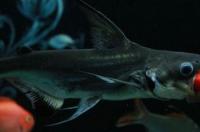 室内鱼池适合养什么品种观賞魚？ 家养观赏鱼种类