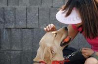 养边牧母的好还是公的好呢？ 为什么养狗不能养母的