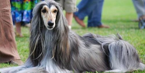 阿富汗猎犬的寿命 健康饲养延长寿命