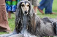 哈士奇正常寿命几年？ 阿富汗猎犬寿命