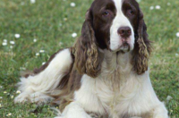 史宾格智商排第几？ 史宾格犬的智商排名