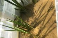观赏龟怎样养？ 怎么养龟