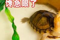 乌龟吃白肉吗？ 乌龟吃什么肉