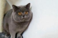 蓝猫在英国卖多少一只？ 英短蓝猫市场价格多少