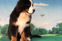 伯恩山犬和大白熊哪个大？ 伯恩山犬幼犬出售