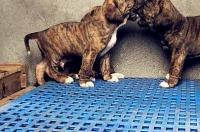 2021辽宁禁养犬名单？ 巴西非勒幼犬价格