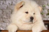 全国十大最贵的犬排名？ 小松狮价格