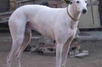 世界上最贵的格力犬？ 格力犬介绍