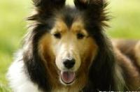 史宾格和喜乐蒂哪个好？ 喜乐蒂犬照片