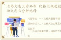 比格犬怎么看品相 比格犬挑选技巧 比格幼犬怎么分辨纯种