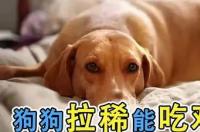 狗狗吃坏肚子拉稀怎么办？ 狗吃坏肚子拉稀吃什么药