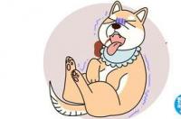 狗狗身上的细菌会传染到身上吗？ 犬瘟潜伏期会传染别的狗吗