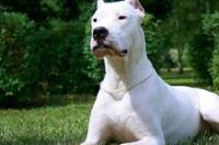 杜高犬吃什么骨架长得大？ 杜高犬怎么喂养长得壮