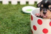 茶杯比熊犬成年多少斤？ 茶杯犬体重一般多少