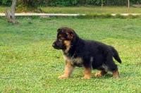 有哪些适合家养巨型犬 适合家养的大型犬都有什么