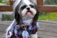 小型长毛犬名称？ 西施犬的造型