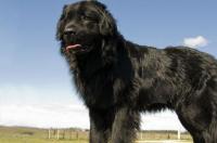 小型搜救犬品种排名？ 国内纽芬兰犬哪里有卖