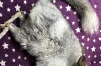如何判断龙猫是否血配？ 龙猫是杂交出来的吗
