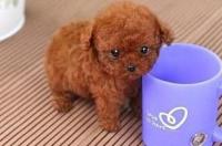 茶杯泰迪犬好养吗？ 茶杯型泰迪犬价格