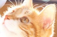 猫几岁开始训练？ 训练猫