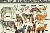 大型猫科动物有几种，平均有多重？ 大型犬科动物有哪些